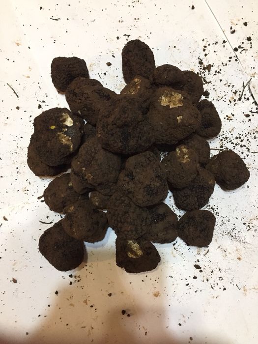 Пресни бели и черни трюфели,паста и зехтин за обучение на кучета