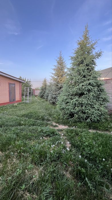 Продам голубые ели