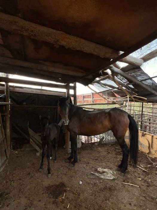 Құлынды бие сатылады