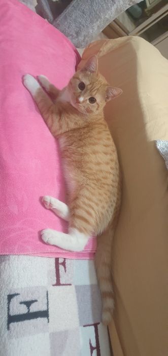 Котенок 7  месяцев