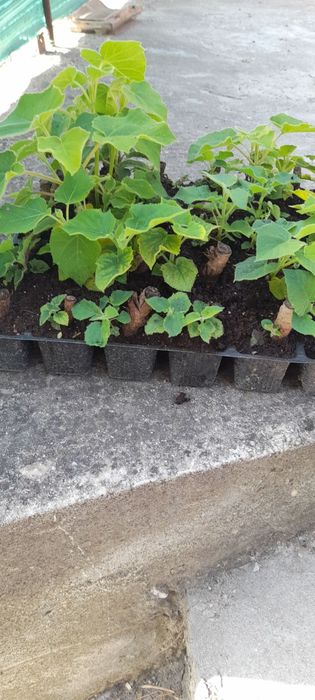 Продавам фиданки Пауловния