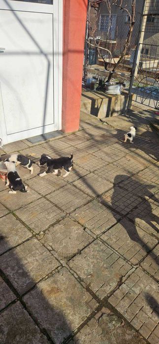 Подаряват се малки, сладки кученца, които са родени на 21 ноември.