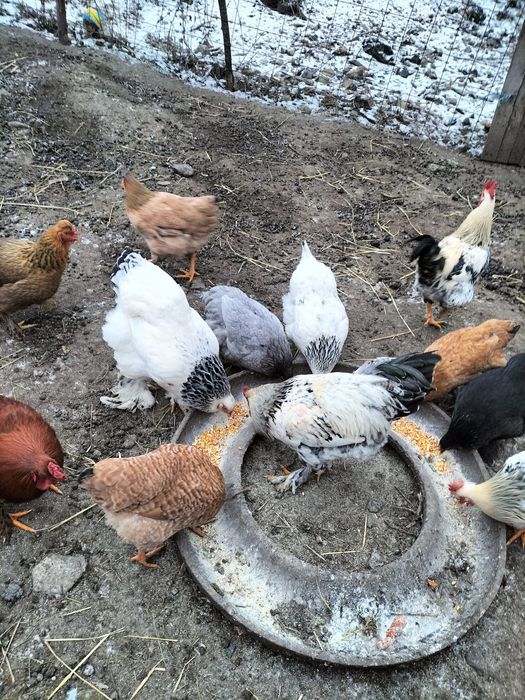 Vând cocoși brahma