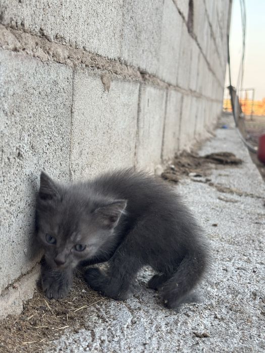 Котята бесплатно