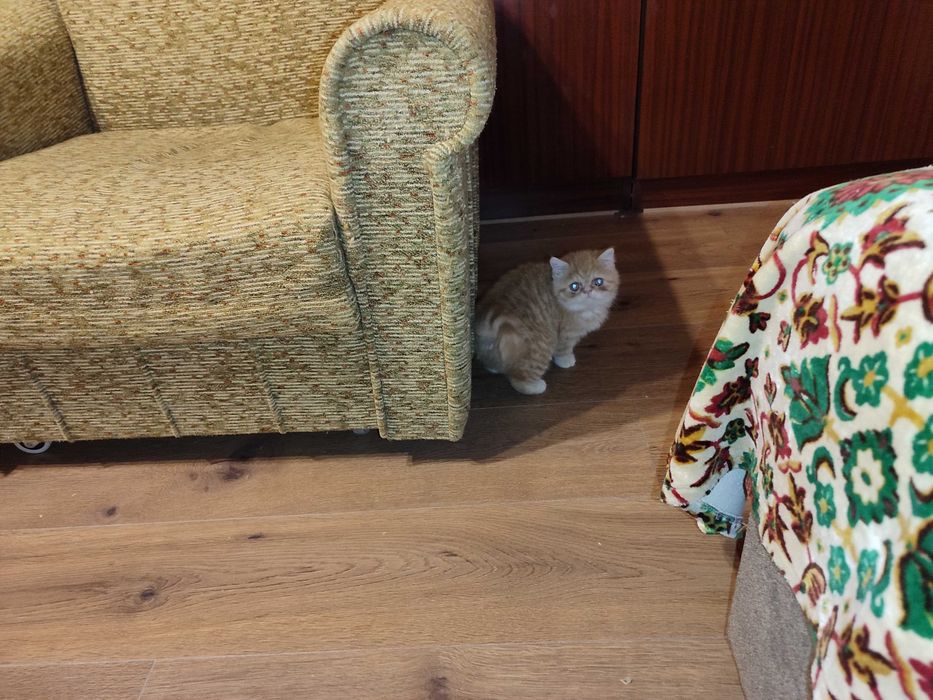 Женска екзотична персийска котка на 7 месеца.