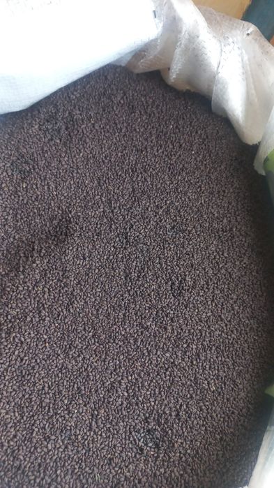 Жоңышқа ұрық бар