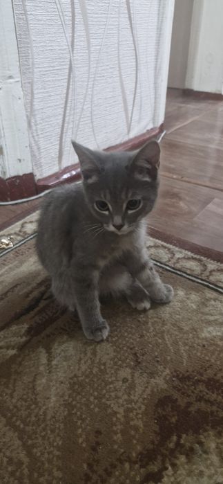 Домашние животные
