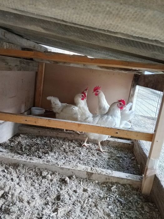 Loman sendin tovuqlar