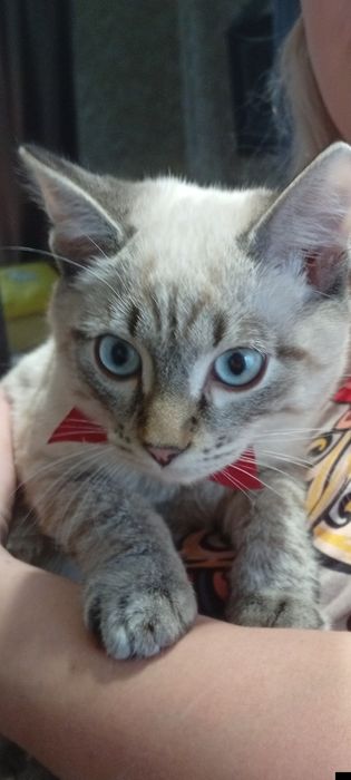 Отдам котика в добрые руки