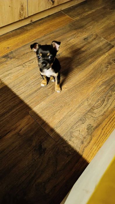 Продавам мини пинчер