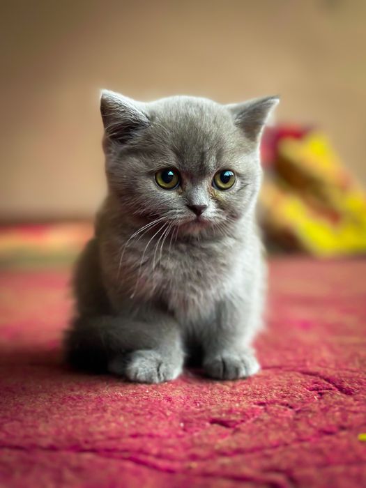 Кошка девушка порда British