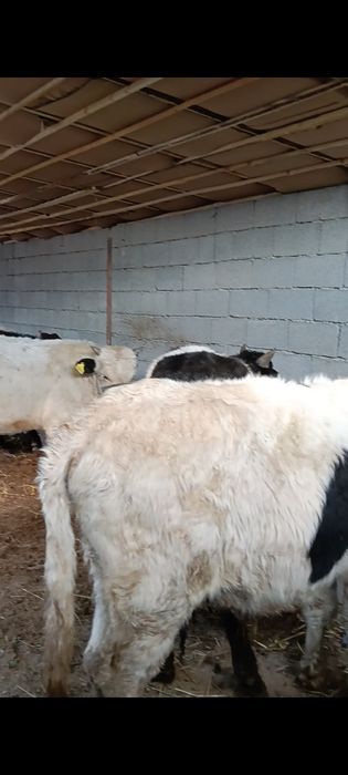 Бычки полтарашки