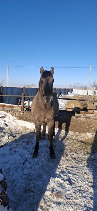 Продам лошадей с откорма.