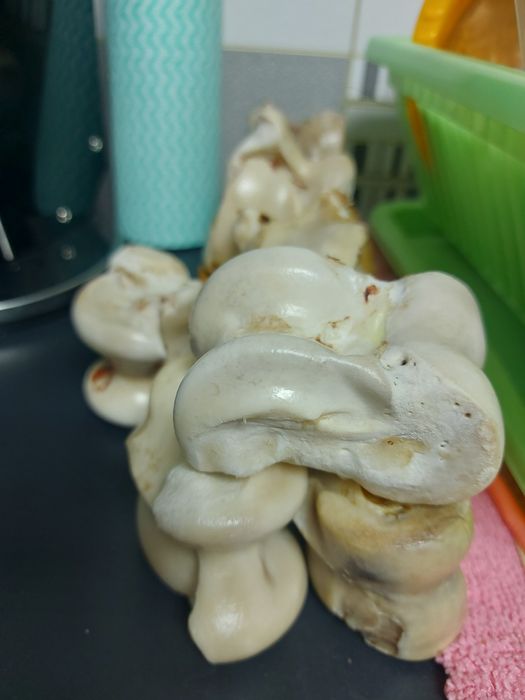 Отдам асыки большие