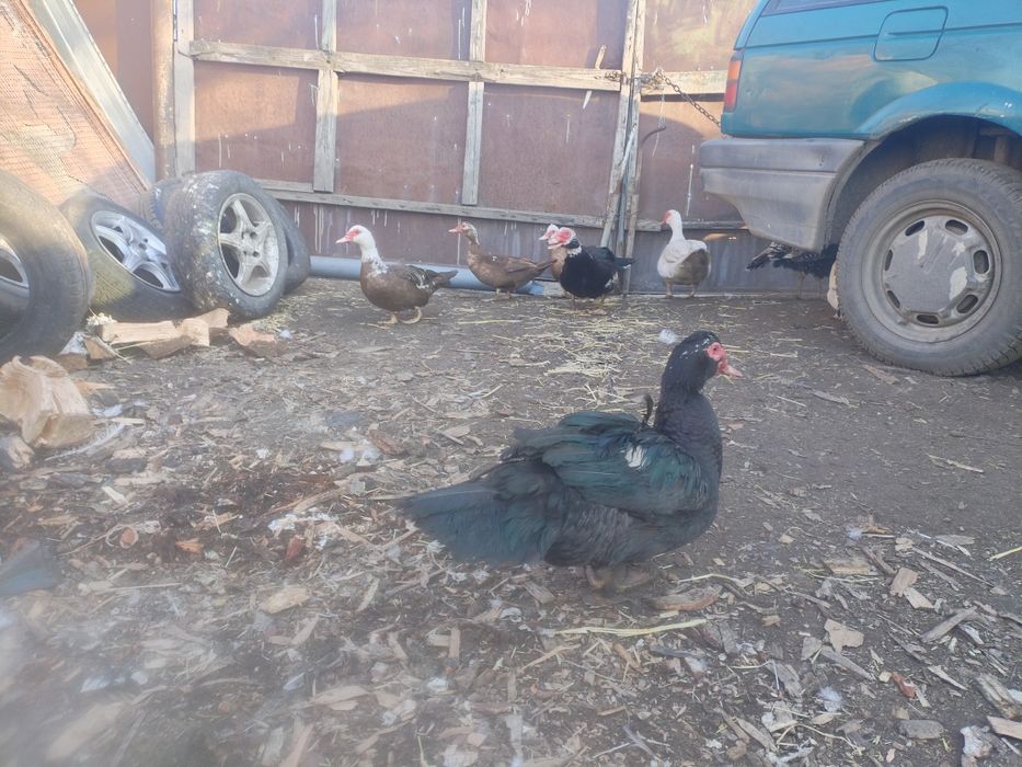 Продам индоуток на племя