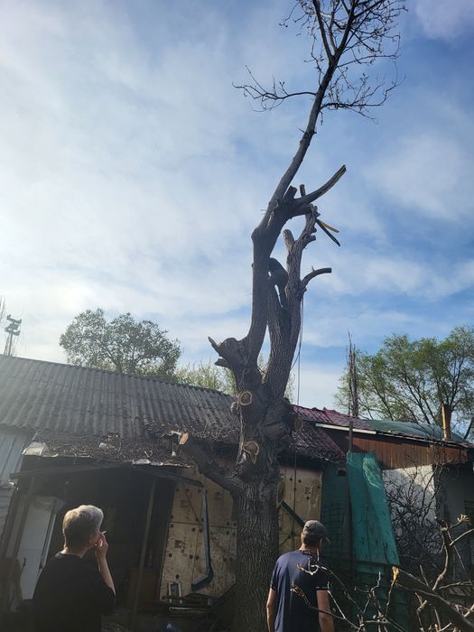 Спил деревьев обрезка плодовых деревьев