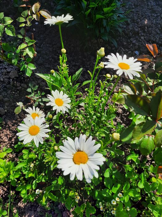 Lot flori ghiveci, gradina