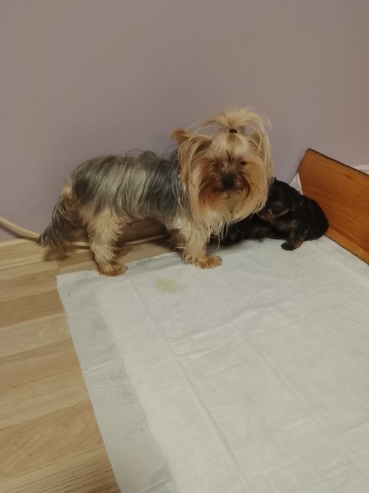 Продавам две мини йоркита,момиче и момче.