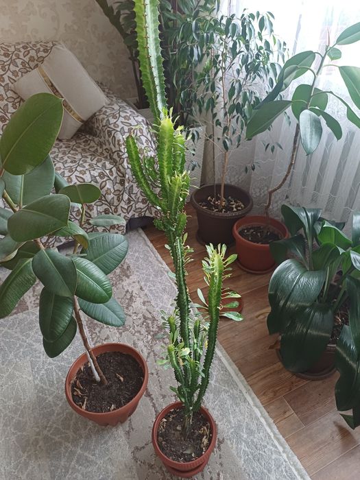 Үи гүлдері сатылымда