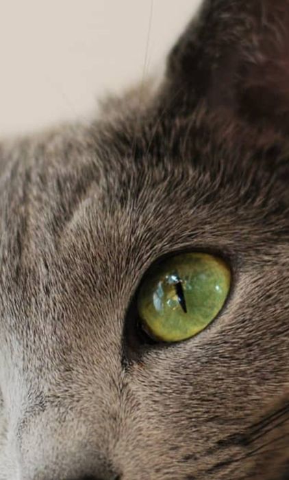 Кошечка Руско ГолУбаЯ 4 мес