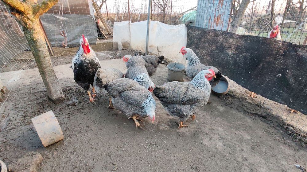 Ouă pt incubat Plymouth silver