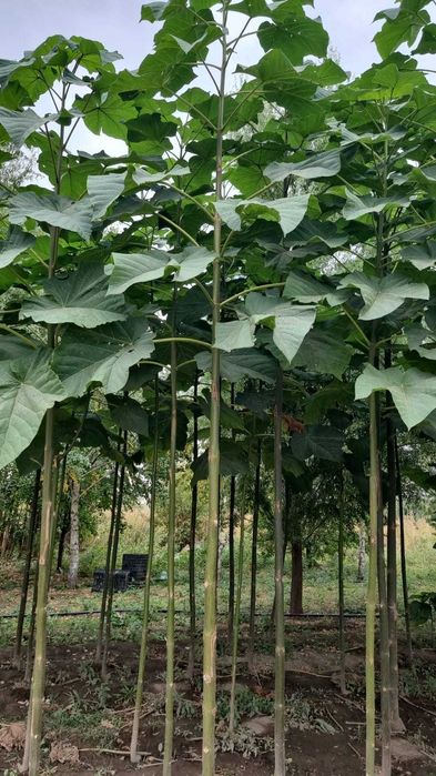 Павловния TL-16, гибрид, адаптированный