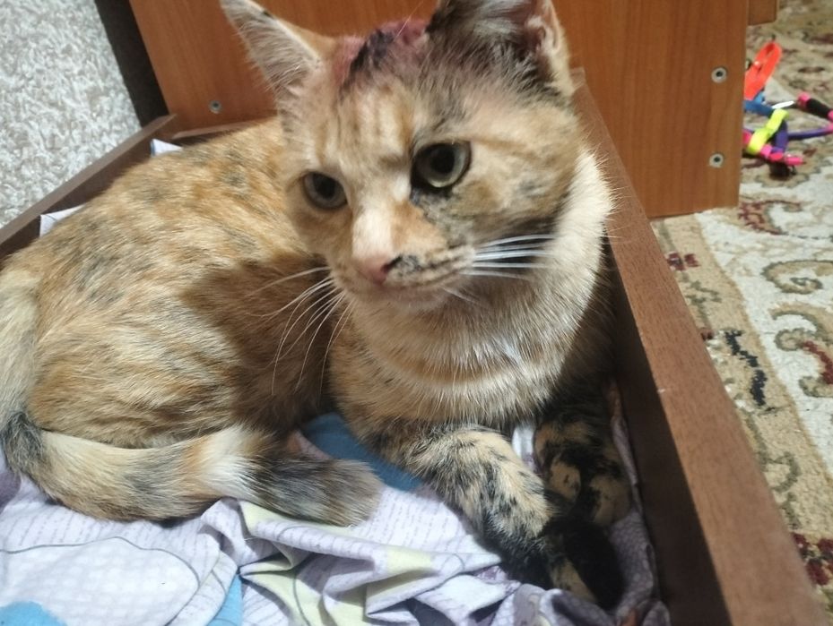 Отдам хорошие руки двух кошечек