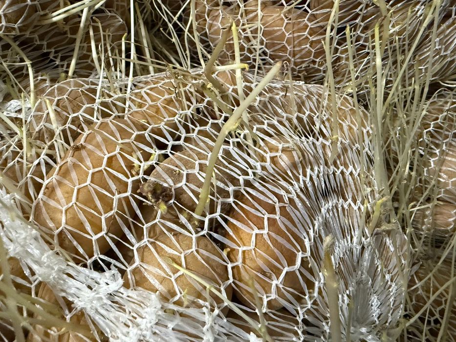 Cartofi samanta sunshine