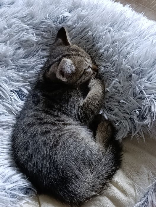 Котята! Бесплатно