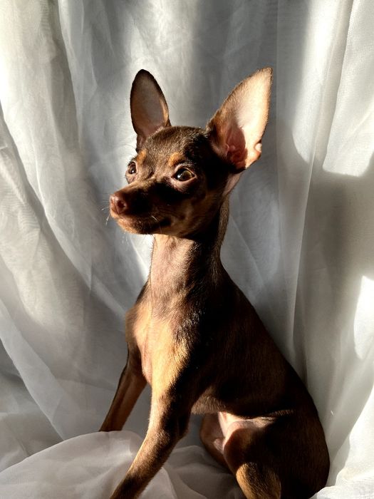 Элитные щенки русского тоя