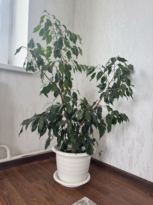 Продам комнатные цветы