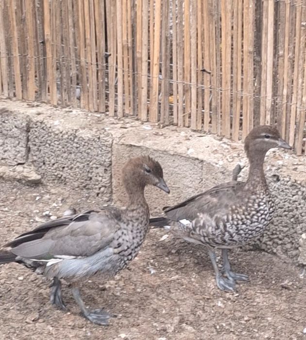Rațe Fluierătoare, gâște Călugăr, gâște cu coamă