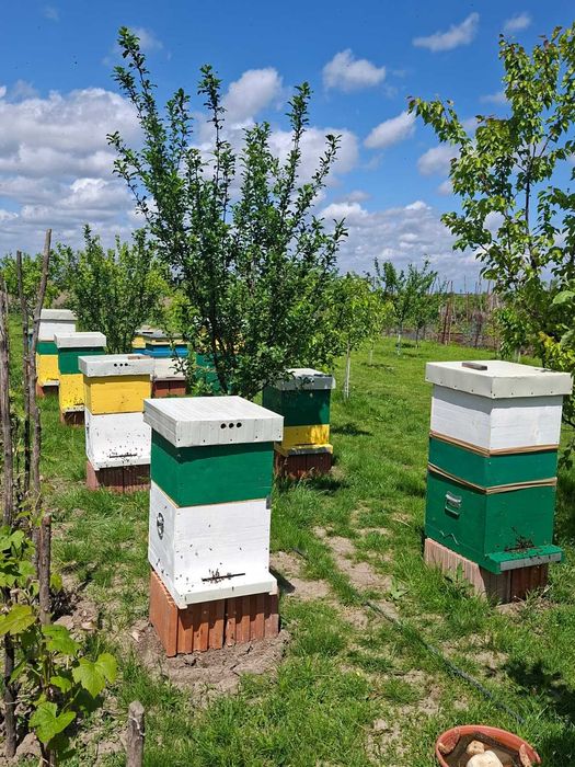 Miere De Floarea Soarelui