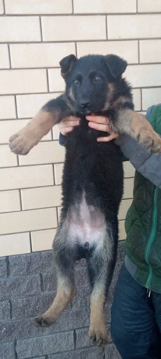 Подрощенные щенки немецкой овчарки