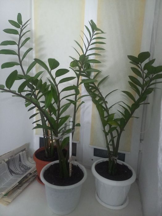 Замиокулькас.5500