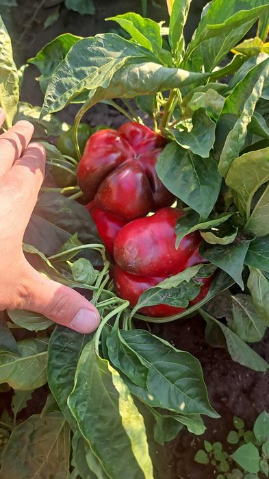 Vand gogosari si kapia 3lei/kg