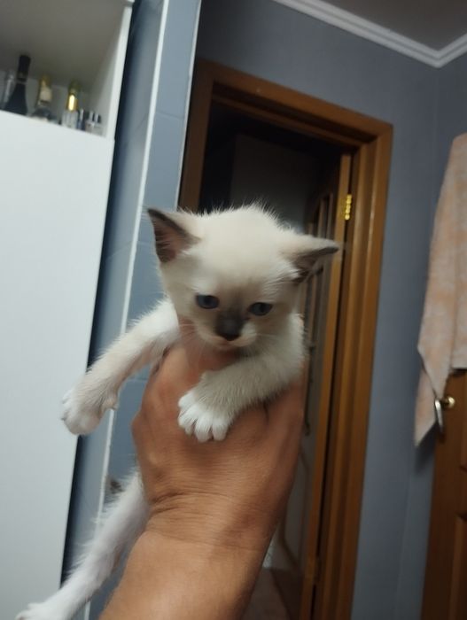 Котята красивые .район мдс