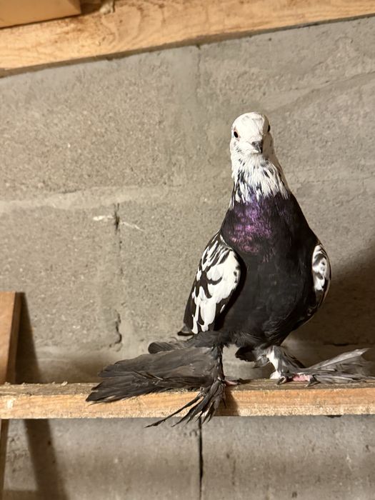 Голуби игровых кровей