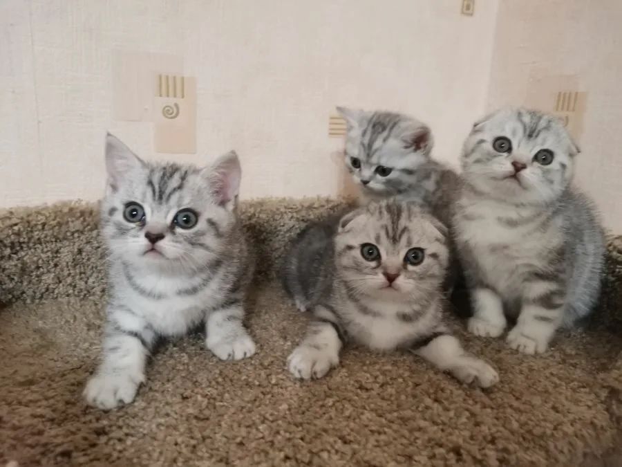 Вислоушки Прямоушки Котята