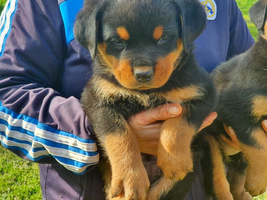 Pui Rottweiler cu Pedigree