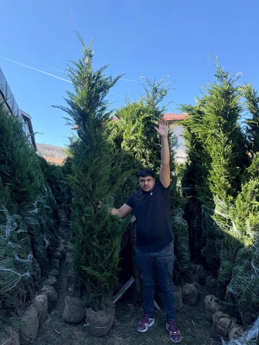 Leylandy mesteacăn tei pon pon spirale