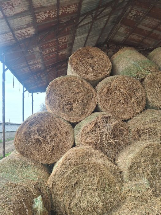 Vindem baloti rotunzi de lucernă!