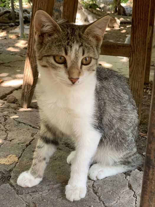 Кошечка, 7 месяцев, стерилизованная