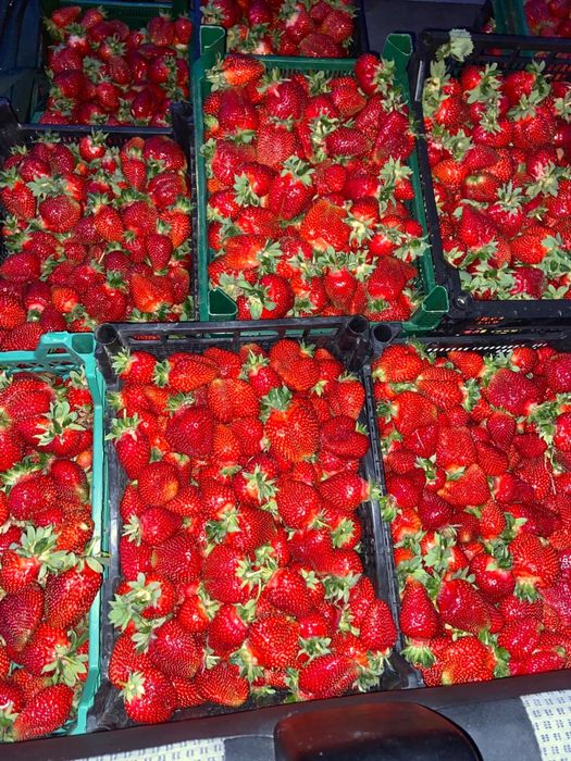 Stoloni capsuni soiul Asia si Clery.  1Ron/buc