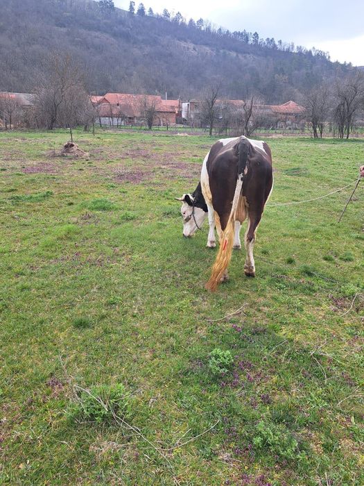 Vănd vaca gestantă