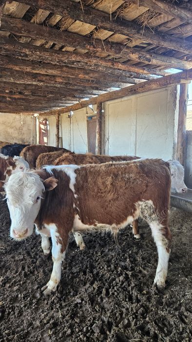 1 жасар семіз бұқалар