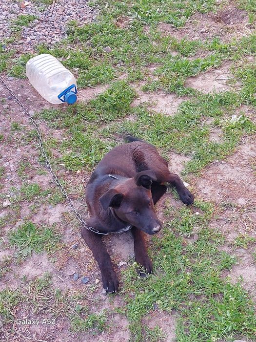 Отдам даром щенка мальчик смесь лабрадора