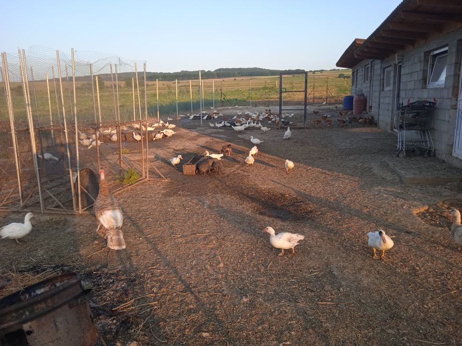 Pui crescuți natural