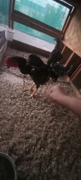 7oyli joja xoroz