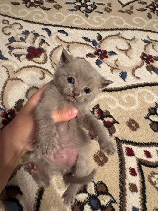 Британские вислаухие котята